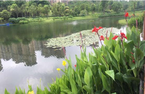 黑臭水體怎么處理？農(nóng)村黑臭水體治理方案